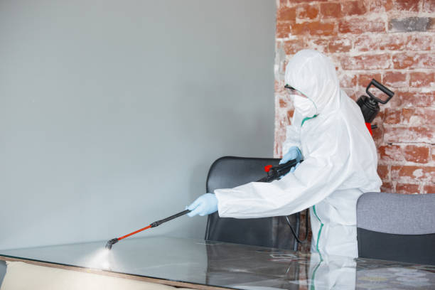 Best Attic Mold Removal in Kissee Mills, MO